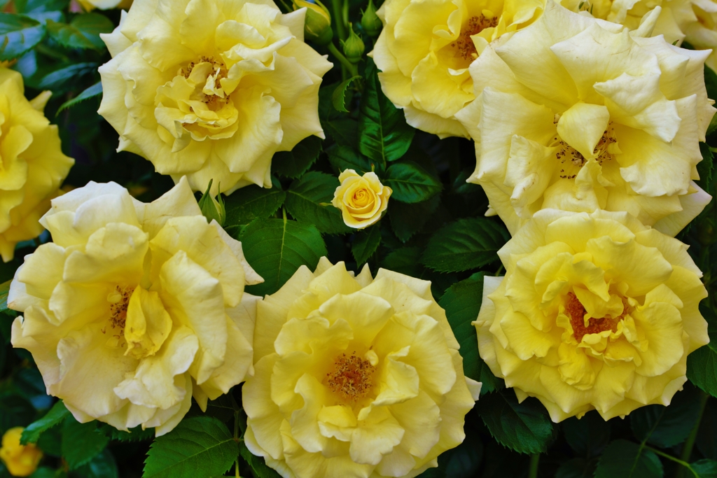 「薔薇の一輪」