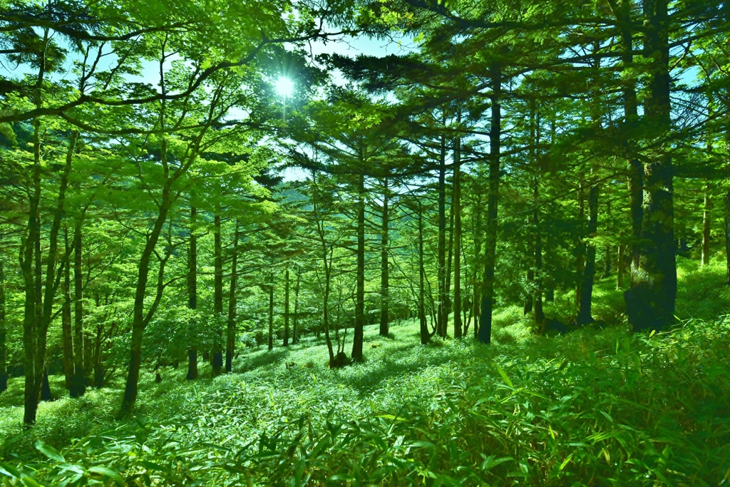 「空気に染まる緑」　～PHOTOHITOの皆様へ、猛暑お見舞い申し上げます～
