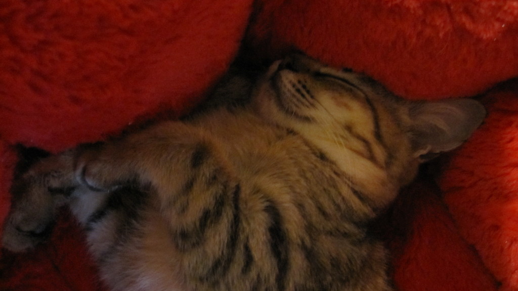 捨て猫　なつめ