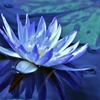 「逆さ睡蓮」