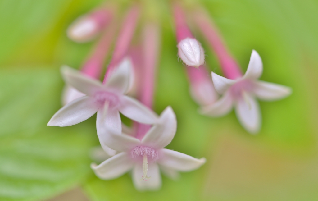 「蕩けるお花と蕾」