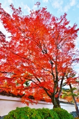 天龍寺参道の紅葉　～京都嵐山晩秋紀行～