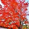 天龍寺参道の紅葉　～京都嵐山晩秋紀行～