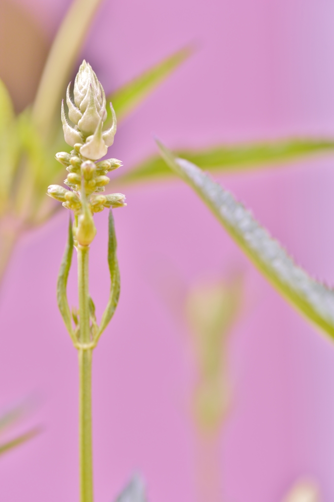 「ワイルド・セージの蕾」