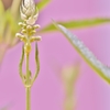 「ワイルド・セージの蕾」