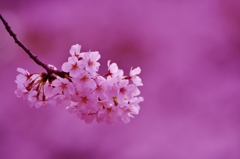 桜色の世界に包まれて　～オトナのお花見♪～