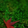 「苔のイルミネーション」