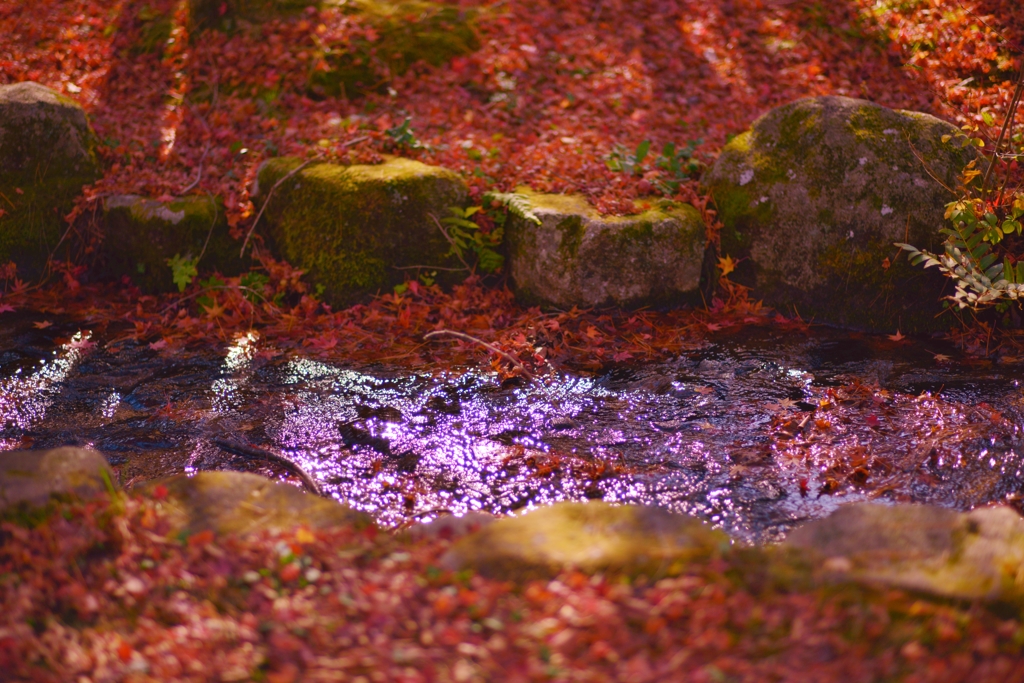 「紅の絨毯」