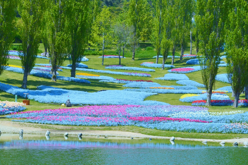 「ネモフィラのお花畑」