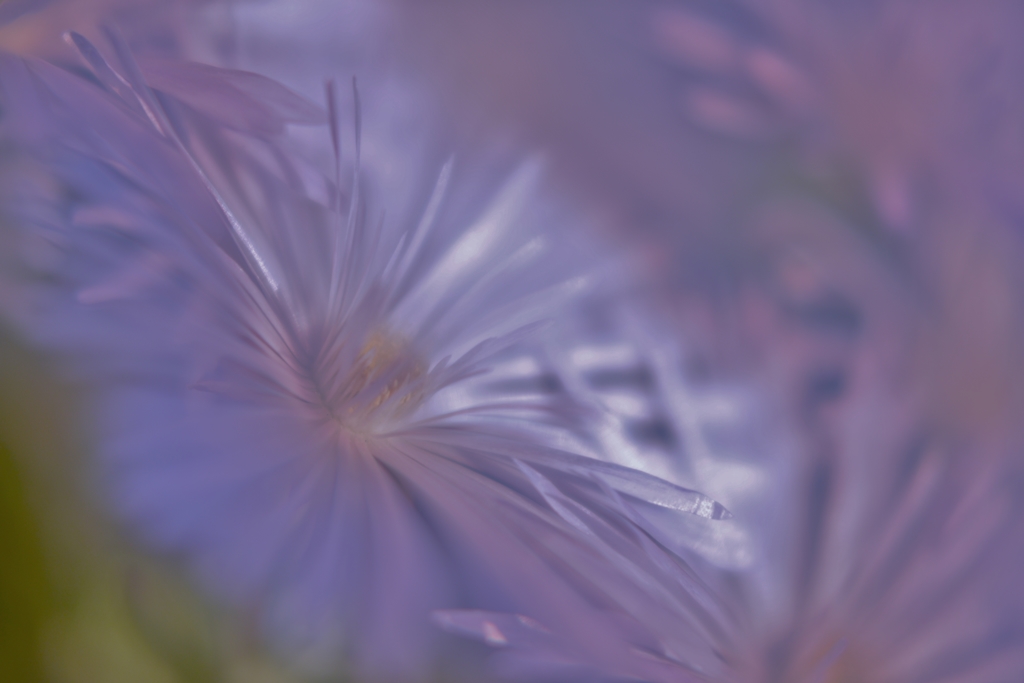 「蕩ける　お花」