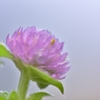 「雨上がりの千日紅」