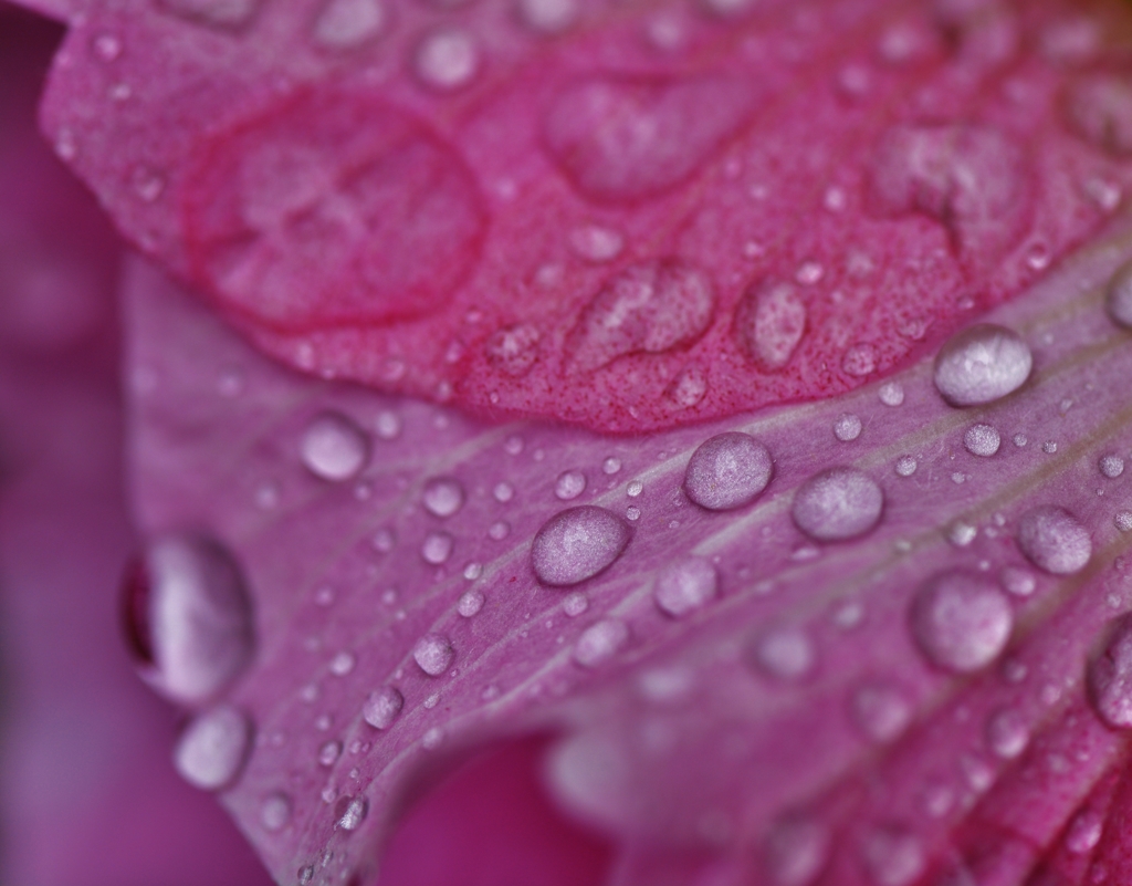 秋雨に　打たれて