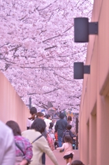 「桜のトンネル」