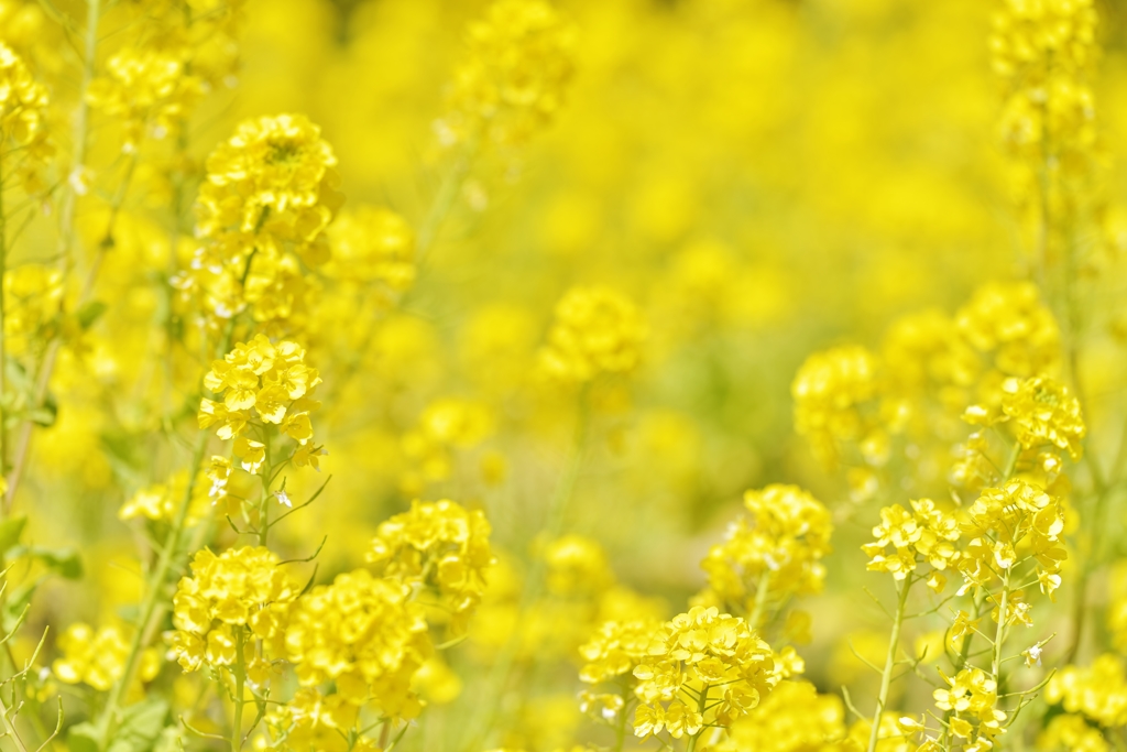 「幸せの黄色い菜の花畑」