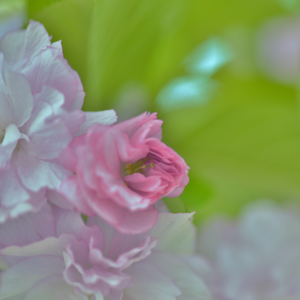 「春の桜」