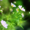 「ポートレートレンズのお花畑」