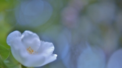 Pure white camellia.