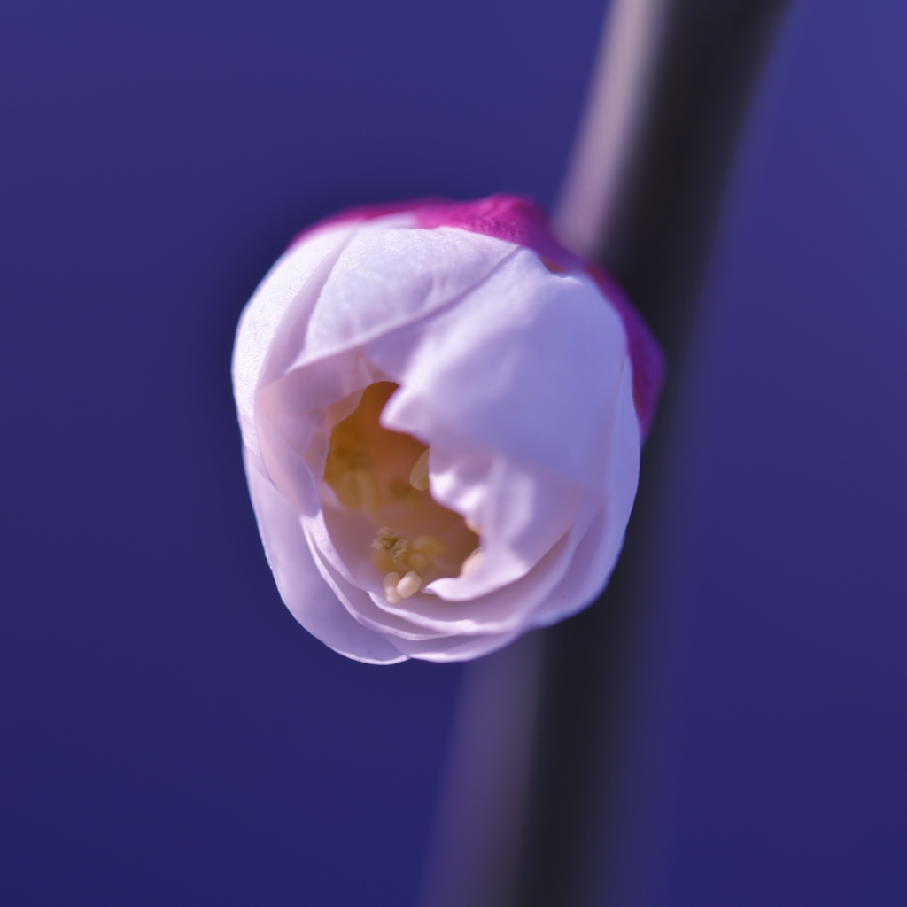 「春に向かって」