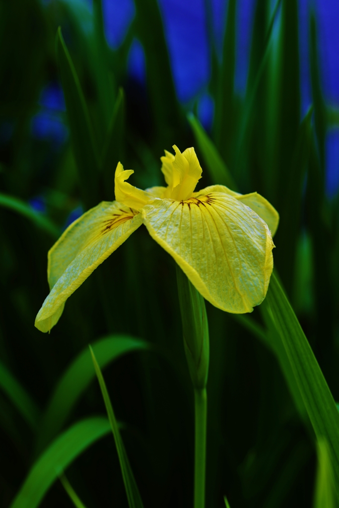 「黄菖蒲の一輪」