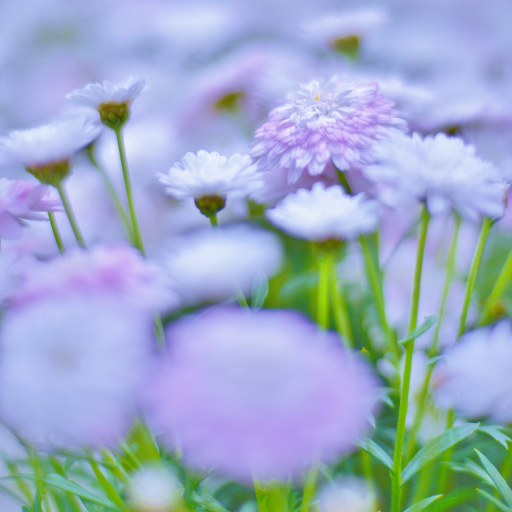春のお花畑　～ノクトーン開放～