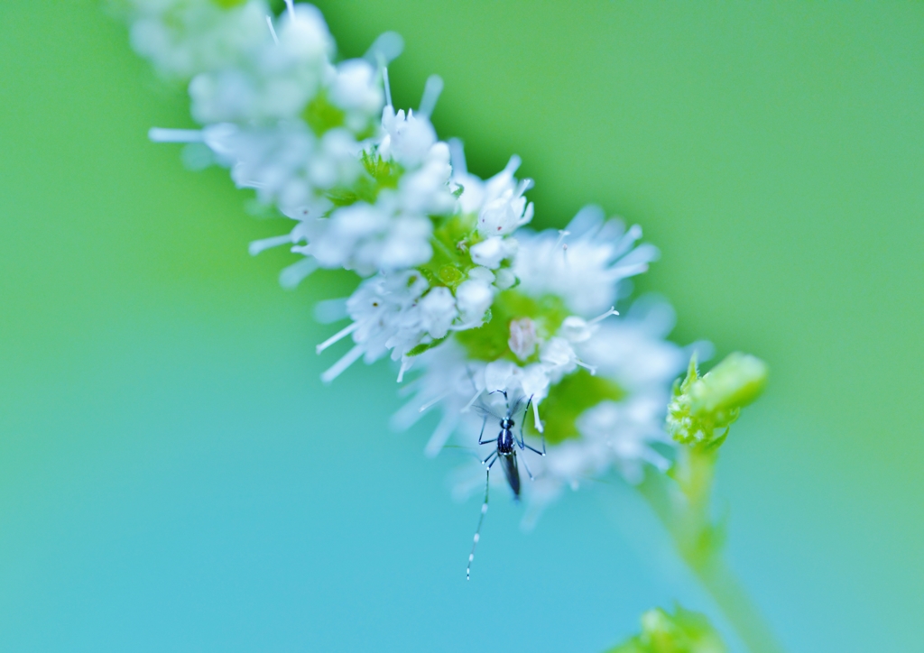 The flower of a mint, and one mosquito. 