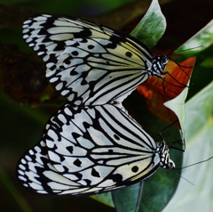 水面に映るオオゴマダラ蝶