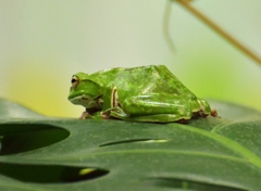モリアオガエル