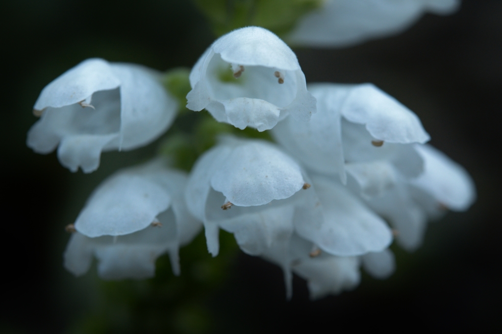小さな花の集まり