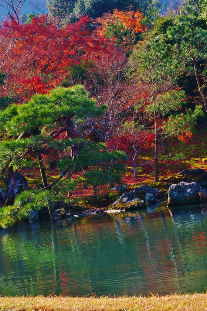 天龍寺　曹源池庭園　～京都嵐山晩秋紀行～