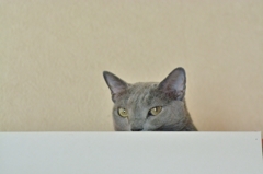 あなたも日向ぼっこすれば？