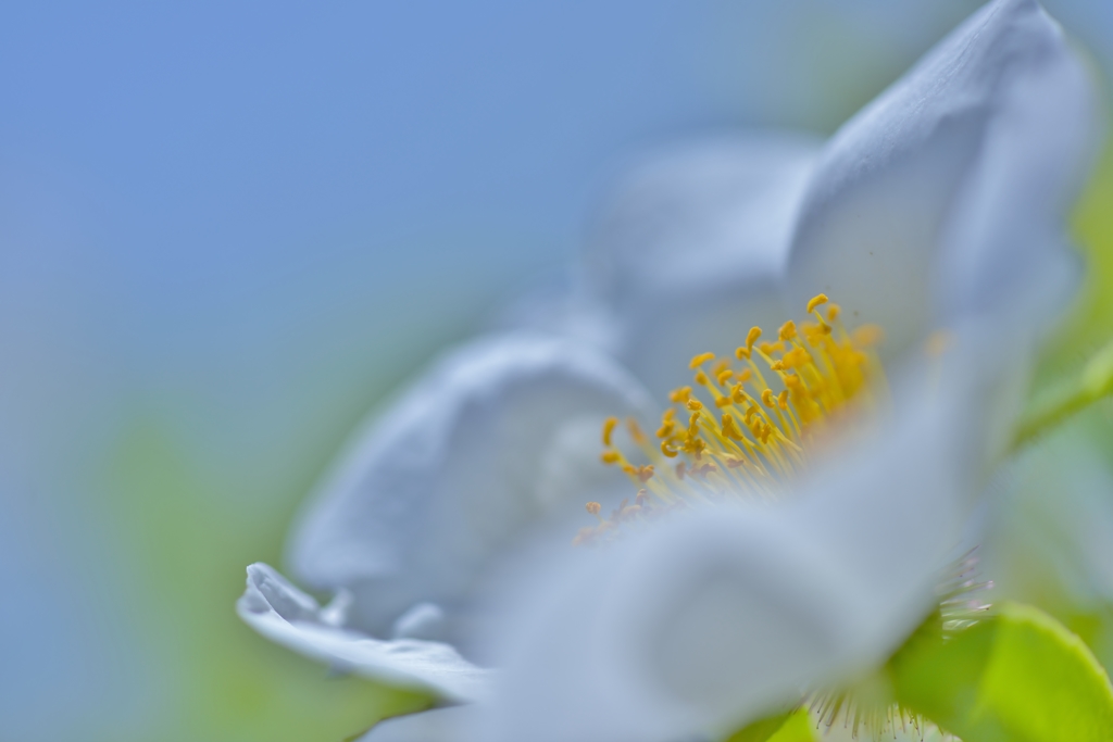 Pure White.