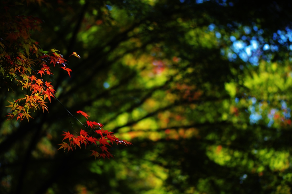 蒼に挿した紅