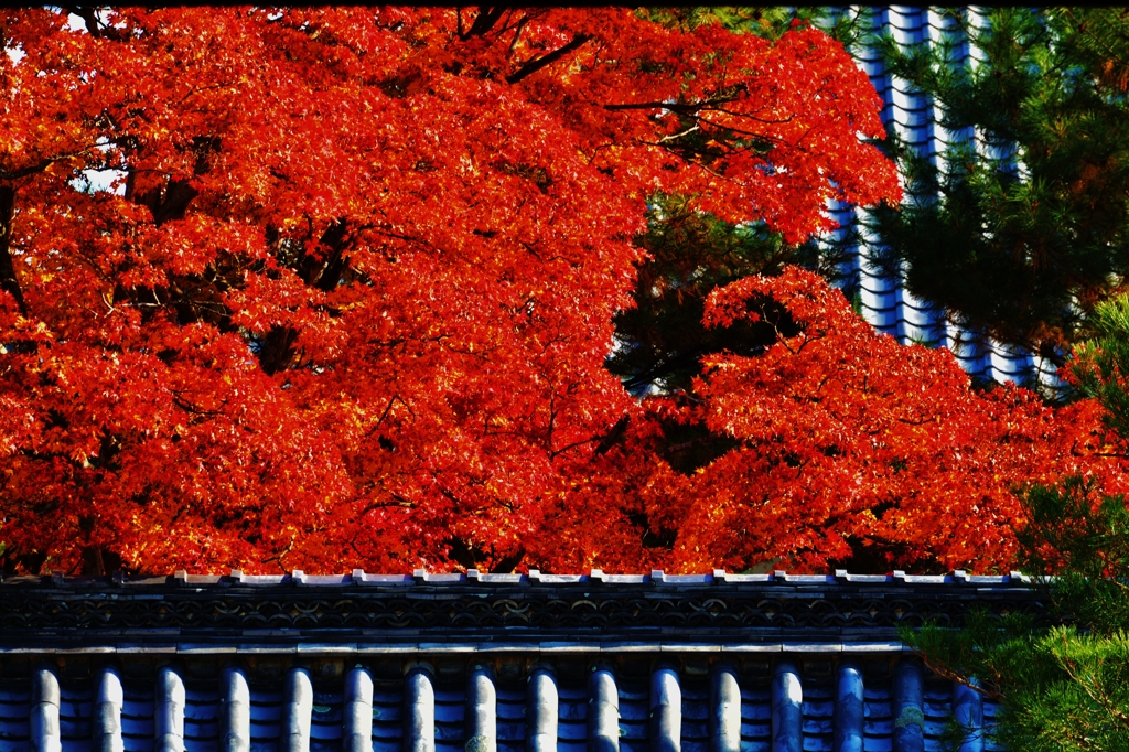 天龍寺の紅葉　～京都嵐山晩秋紀行～