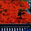 天龍寺の紅葉　～京都嵐山晩秋紀行～