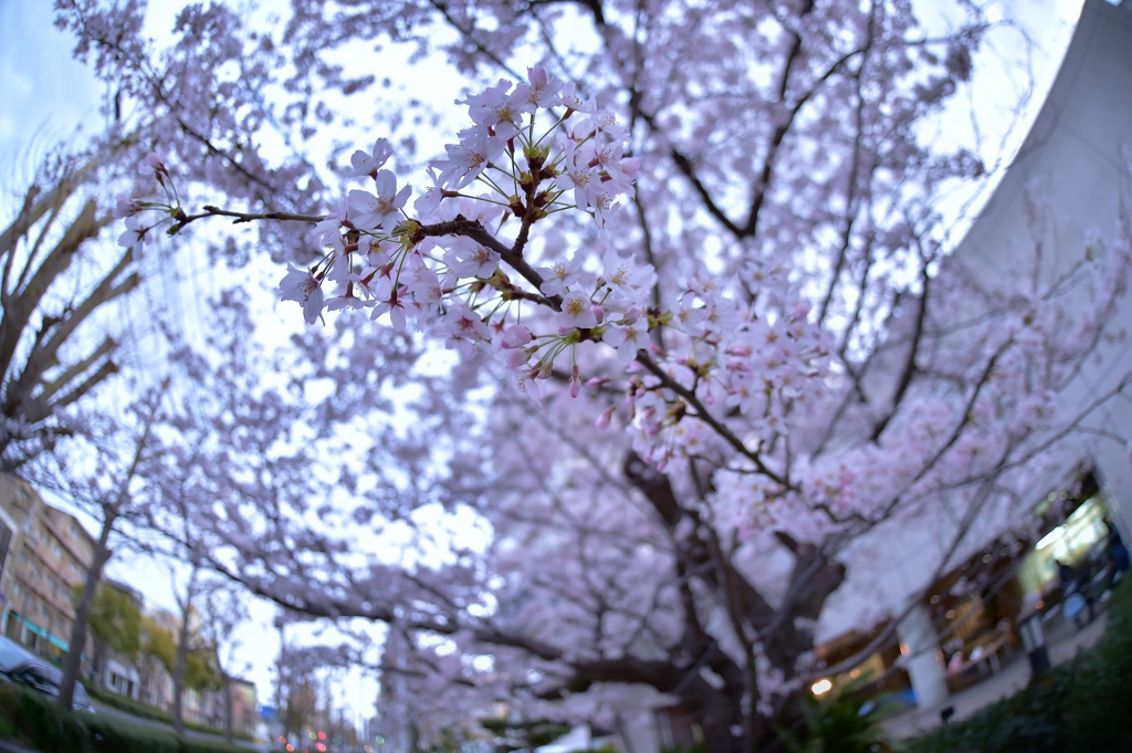 「フィッシュアイで楽しむ桜」