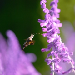 パープル・セージの蜜を吸う蜂雀（ホウジャク）～ホバリング～