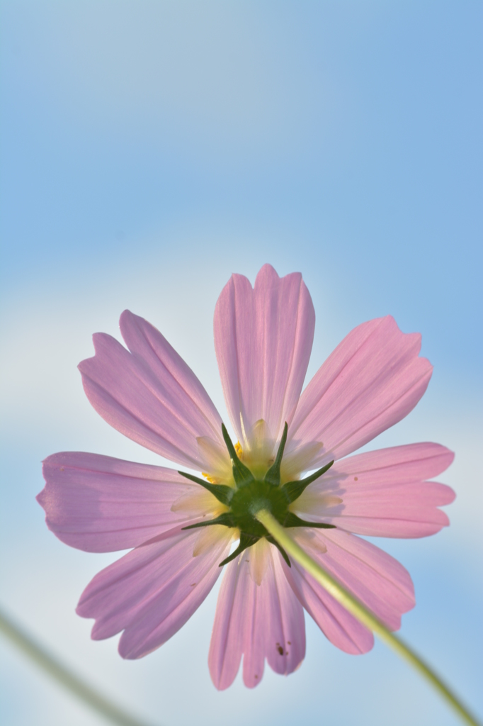 秋桜