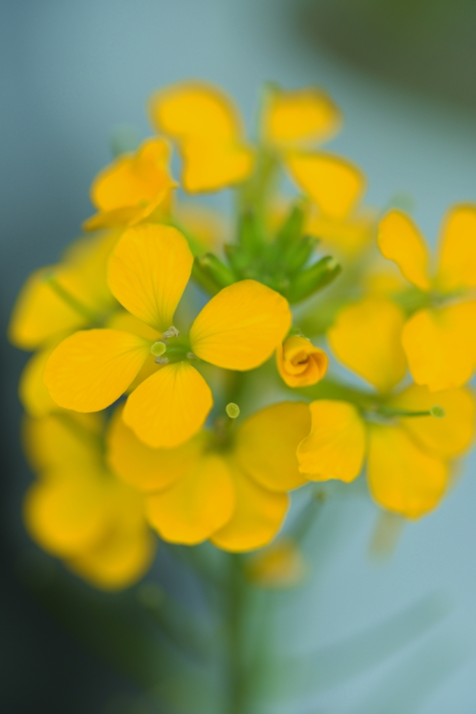 「陽春の薄暮」