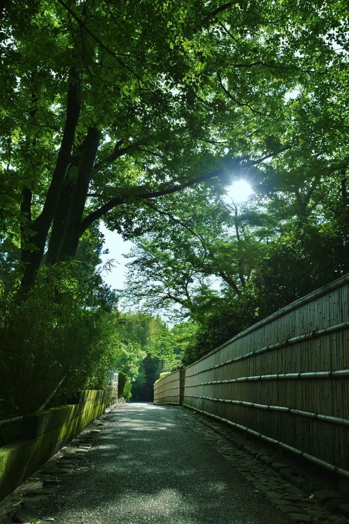 「初夏の木漏れ日」