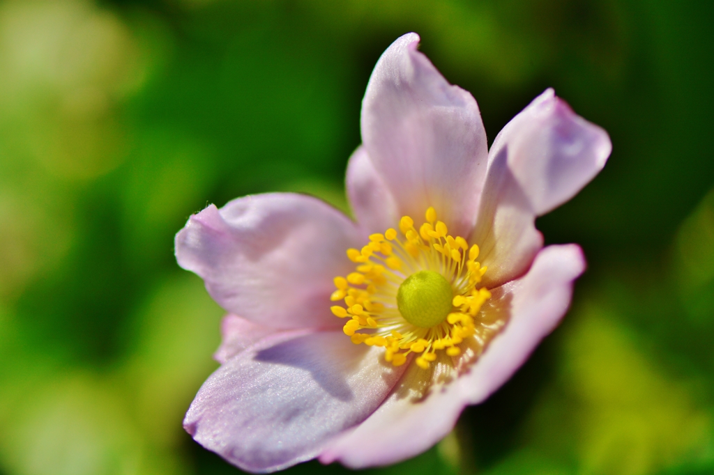 いつも素敵な花切手の世界へ誘ってくれる　T.SEKINEさんへ