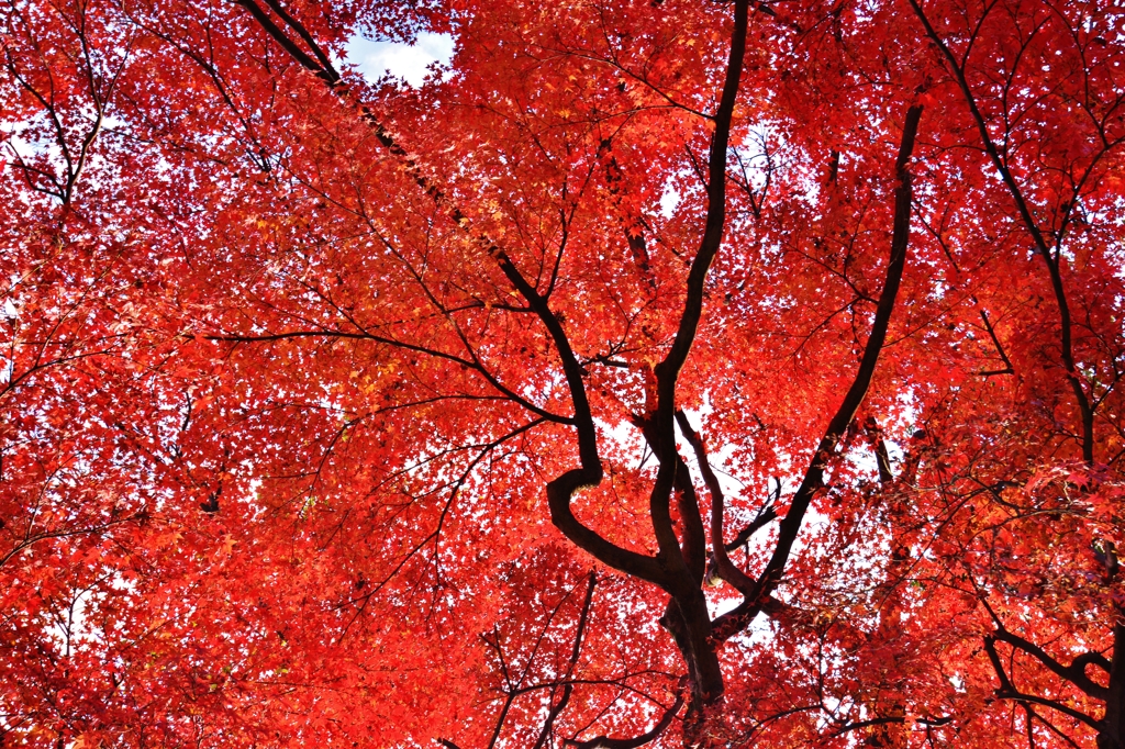 色褪せる　紅葉　～京都嵐山晩秋紀行～