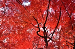 色褪せる　紅葉　～京都嵐山晩秋紀行～