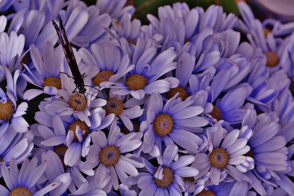 蝶と花のローキー倶楽部