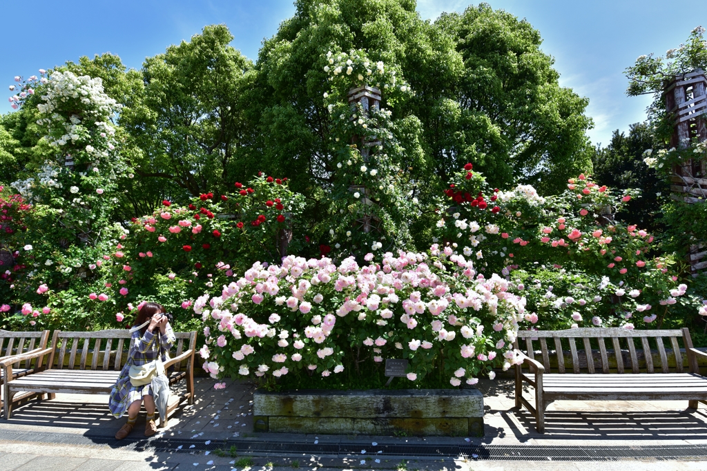 「カメラ女子と薔薇の園」