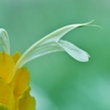 「セージの開花」