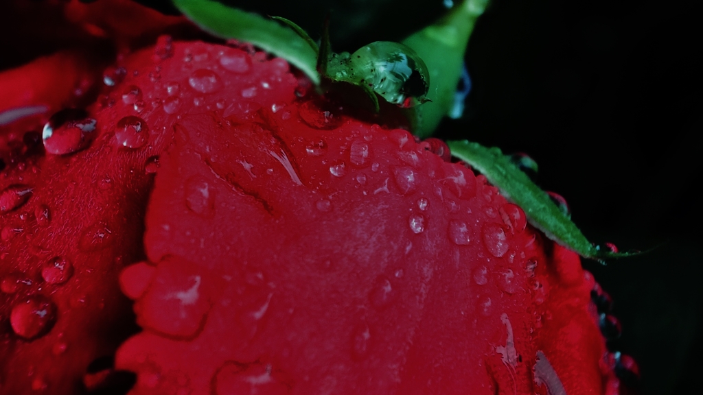 「雨に濡れる花びら」