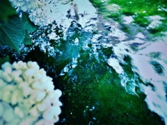 「渓流と紫陽花」