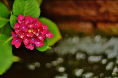 「赤い紫陽花と水玉と」