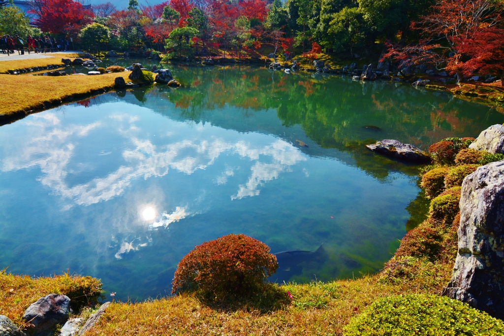 天龍寺　曹源池の鯉　～京都嵐山晩秋紀行～