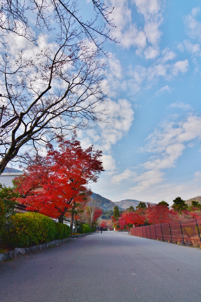 天龍寺　参道　～京都嵐山晩秋紀行～
